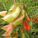 Balloon Pea