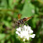 Megachilid bee