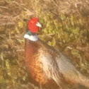 Pheasant