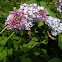 Bee on a lilac bush