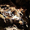 Slime Mold