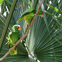 White-fronted Parrot
