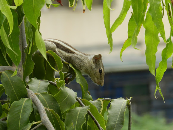 Spotting Image 1