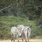 Grant's zebra