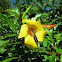 Alamanda