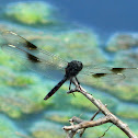 Four-spotted Pennant Dragonfly