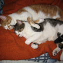 Cats