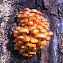 Enoki