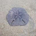 Keyhole Sand Dollar