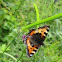 Small tortoiseshell