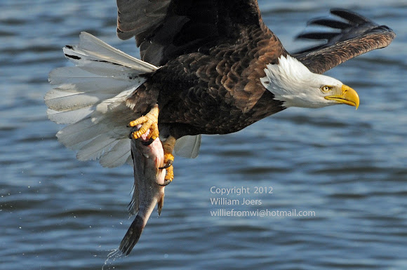 Spotting Image 1