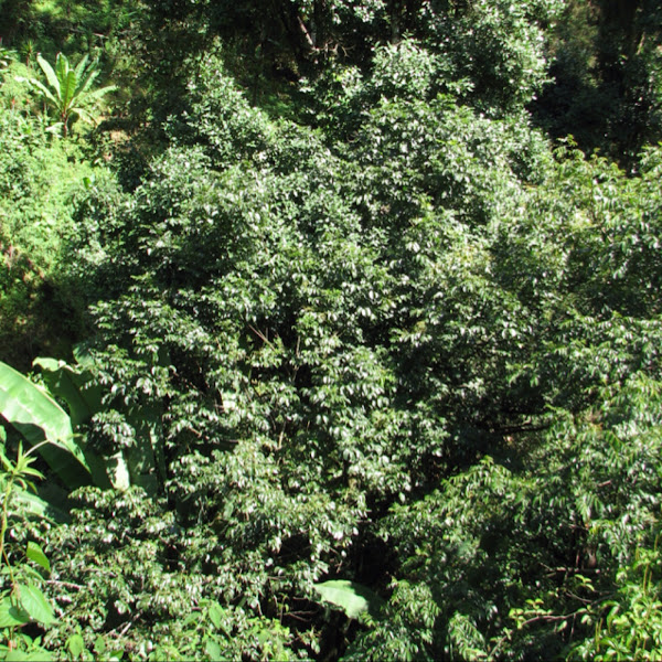 Manzanote Project Noah