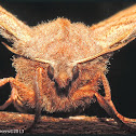 Walnut Sphinx Moth