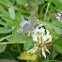 Hemiargus blue