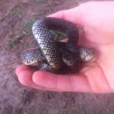 Speckled king snake