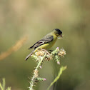 Lesser Goldfinch