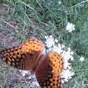 Butterfly~Great Spangled Fritillary