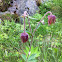 Water avens