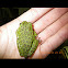 Barking tree frog