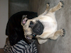 Perro Pug Para Monta   En  Ecuador