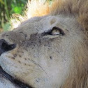 African Lion