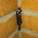 Boxelder bug