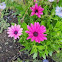African Daisy