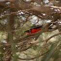 Yellow-crowned Gonolek