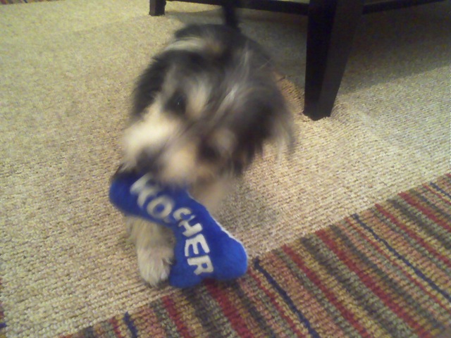 [Princeton Plays 4[3].jpg]