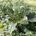 grote weegbree