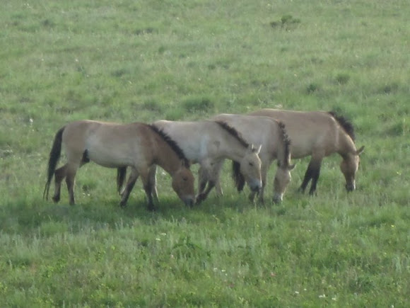 Spotting Image 1