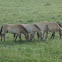 Takhi or Mongolian Wild Horse