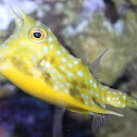 Longhorn cowfish