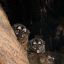 Gray-Handed Night Monkey