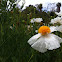 Matilija Poppy