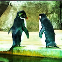 Rockhopper Penguins