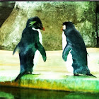 Rockhopper Penguins