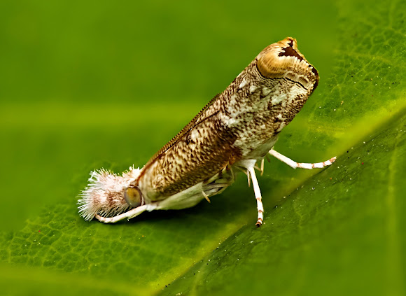 Spotting Image 1