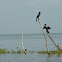 Little Cormorant