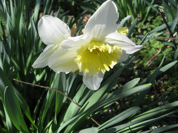 Spotting Image 1