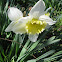 Daffodils