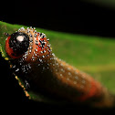Longtailed sawfly