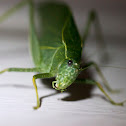 Greater Angle-wing katydid