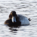 Lesser Scaup