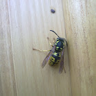wasp