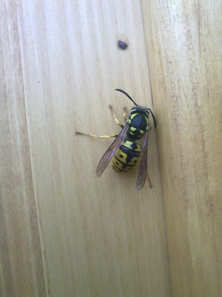 Spotting Image 1