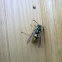 wasp
