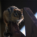 Eastern Chipmunk