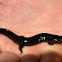 Salamander