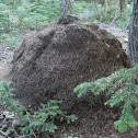 ant nest